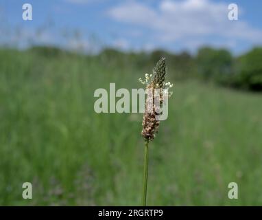 Bleichwurzelplantain (Plantago lanceolata), Rheinland, Deutschland Stockfoto