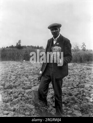 Tuskegee, Alabama, 1906 George Washington Carver, steht auf dem Feld und hält ein Stück Erde. Stockfoto