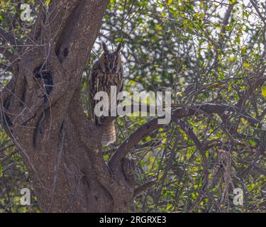 Eine langohrige Eule, die auf einem Baum ruht Stockfoto