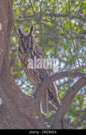 Eine langohrige Eule, die auf einem Baum sitzt Stockfoto