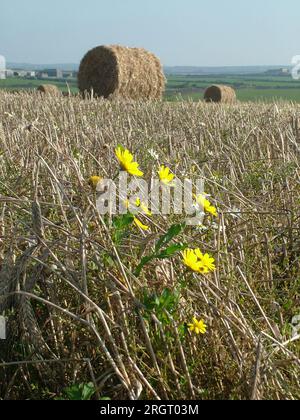 Gelber Mais Marigold'Chrysanthemum segetum' zwischen Stoppeln am Feldrand mit großen runden Strohballen im Hintergrund... auf einem Feld in der Nähe Stockfoto