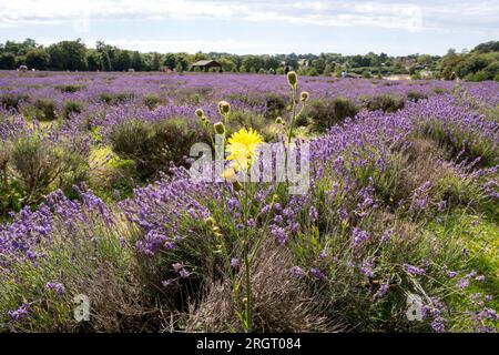 Mayfields Lavendelfarm in Banstead London UK, 10. August 2023 Stockfoto