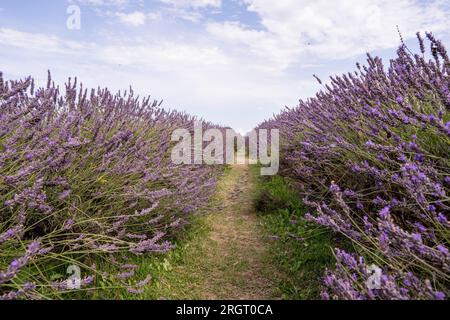 Mayfields Lavendelfarm in Banstead London UK, 10. August 2023 Stockfoto