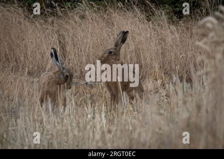 Hase mit Hebel im Ackerfeld. Stockfoto