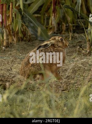 Sitzender Hase auf Maisfeld. Blick weg. Stockfoto