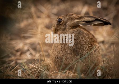 Close up of young brown hare sitting in an arable field Stock Photo