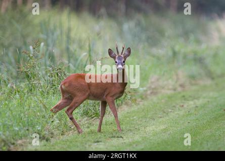 Roe-Hirsch-Buck schaut aufmerksam auf den Fotografen Stockfoto