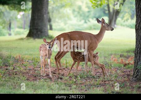 Weißwedelhirschkrähe-Pflege auf einer offenen Wiese im Sommer Stockfoto