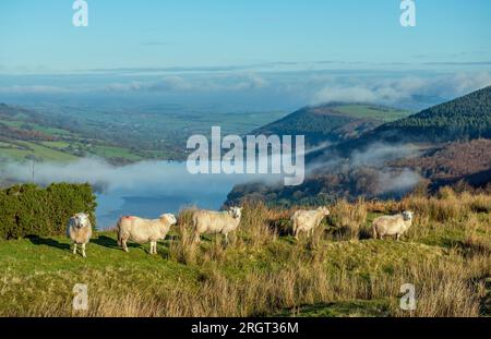 Fünf Schafe hoch über dem Talybont Reservoir im Brecon Beacons National Park mit Sonnenschein und einer Wolkenumkehr unten Stockfoto