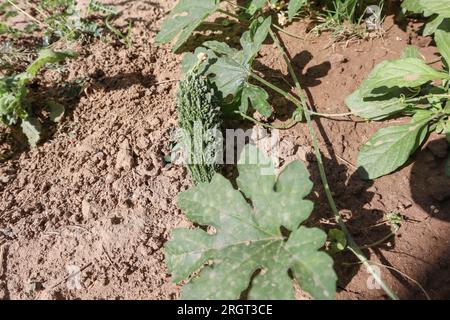 Frische, biologisch verbitterte Riffelpflanze, bittere Melone, Karela. Frisches grünes Gemüse Stockfoto