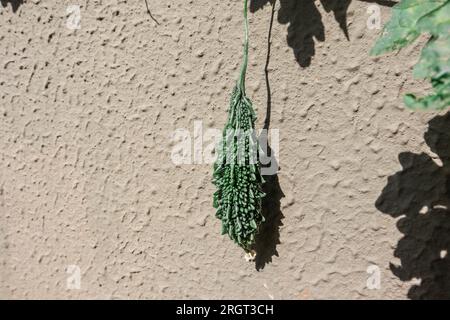 Frische, biologisch verbitterte Riffelpflanze, bittere Melone, Karela. Frisches grünes Gemüse Stockfoto