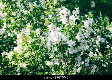 Jasminblumen blühen an sonnigen Sommertagen, Nahaufnahme. Stockfoto