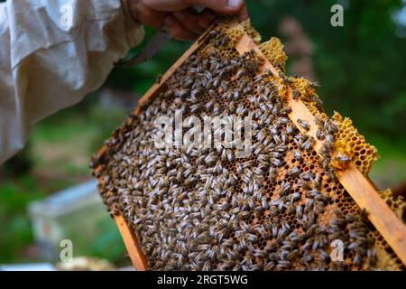 Bienen auf dem Wabenrahmen. Imker mit einem Wabenrahmen. Hintergrundfoto der Bienenzucht oder Bienenzucht. Stockfoto
