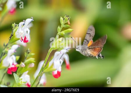 Kolibri-Hawk-Motte Macroglossum stellatarum schwebt und trinkt Nektar aus Salvia „Hot Lips“ Blumen im Sommer, Hampshire, England, Großbritannien Stockfoto