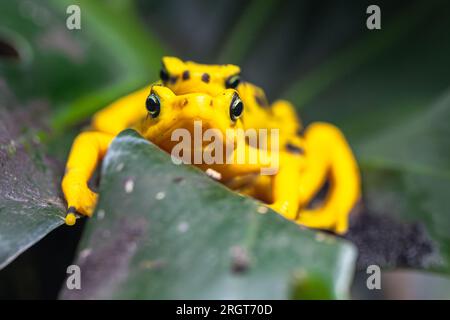 Panamaischer Goldfrosch (Atelopus zeteki) Stockfoto