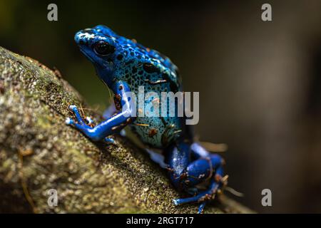 Färben von Giftfrosch (Dendrobates tinctorius) Stockfoto