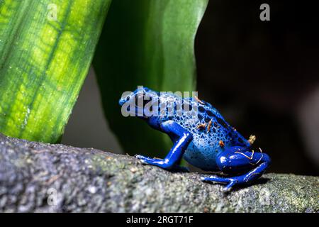 Färben von Giftfrosch (Dendrobates tinctorius) Stockfoto
