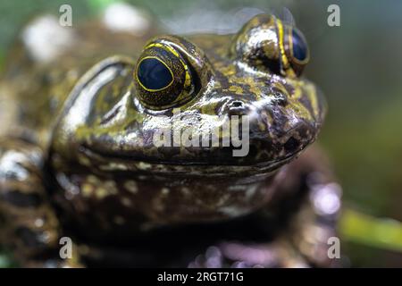 Porträt eines amerikanischen Bullfrosches (Lithobates catesbeianus) Stockfoto