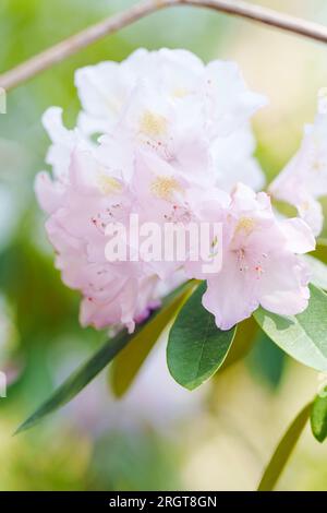 Die rosa Rhododendron-Blüten im Frühling stehen in der blühenden Jahreszeit der Azaleen und Rhododendron Stockfoto