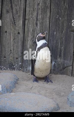 Wildes Leben, Tiere Stockfoto