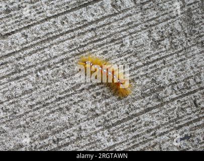 Orangefarbene Raupe der Sycamore-Motte Stockfoto