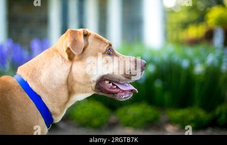 Profil eines braunen Retriever Mischhundes mit Arbeiterkragen Stockfoto