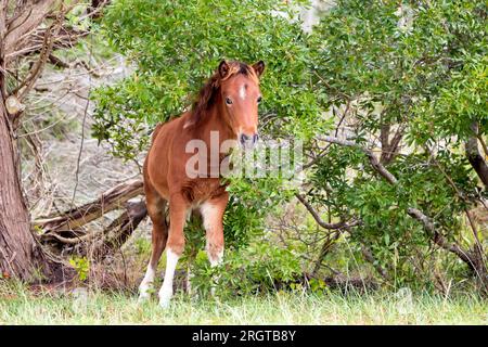 Ein junges wildes Ponyfohlen (Equus Caballus) in Assateague Island National Seashore, Maryland Stockfoto