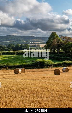Blick auf die ländliche Sussex mit Strohballen auf einem Feld im Vordergrund Stockfoto