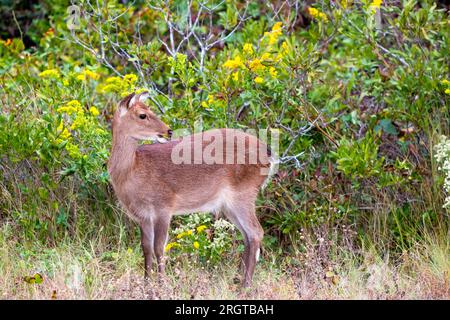 Ein Sika-Elch (Cervus nippon) an der Assateague Island National Seashore, Maryland Stockfoto