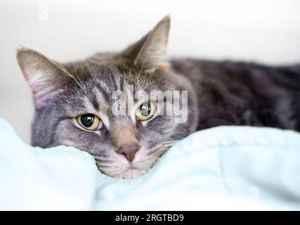 Eine graue Kurzhaariekatze, die auf einer Decke ruht Stockfoto