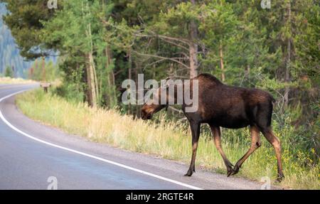 Weibliche Muschi überquert vorsichtig die Straße im Grand Teton National Park Stockfoto