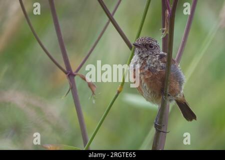 Stonechat juvenile (Saxicola rubicola) im RSPB Loch Leven Nature Reserve, Schottland, Großbritannien. Stockfoto