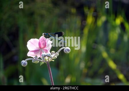 Gebänderte Prachtlibelle (Calopteryx splendens) sitzt auf der Blüte einer Herbst-Anemone ((Anemone hupehensis)) und frisst ein erbeutetes Insekt Stockfoto