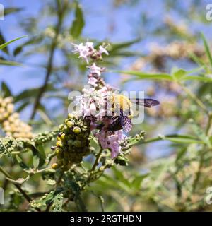 Eine große Hummelbiene auf einer Blume. Hummeln sammeln Blütenpollen auf Blumen. Stockfoto