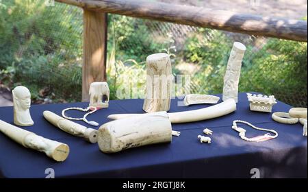 St. Louis, Usa. 11. Aug. 2023. Während einer Pressekonferenz im asiatischen Elefantenlebensraum am „Toss the Tusk Day“ im Saint Louis Zoo in St. werden mehrere Elfenbeinstücke ausgestellt, die übergeben wurden Louis am Freitag, den 11. August 2023. Die „Toss the Tusk“-Veranstaltung ermutigt die Öffentlichkeit, am Tag vor dem Weltelephanttag Schmuckstücke aus gefährdeten Tierteilen aufzugeben. Foto: Bill Greenblatt/UPI Credit: UPI/Alamy Live News Stockfoto