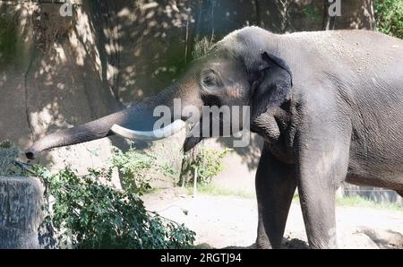 St. Louis, Usa. 11. Aug. 2023. Raja, der asiatische Elefant schnappt sich mit seinem Rüssel in seinem Lebensraum im Zoo von Saint Louis in St. Louis am Freitag, den 11. August 2023. Raja war bei der Veranstaltung „Toss the Tusk“ anwesend, bei der die Öffentlichkeit ermutigt wird, am Tag vor dem Welt-Elefanten-Tag Schmuckstücke aus gefährdeten Tierteilen aufzugeben. Foto: Bill Greenblatt/UPI Credit: UPI/Alamy Live News Stockfoto