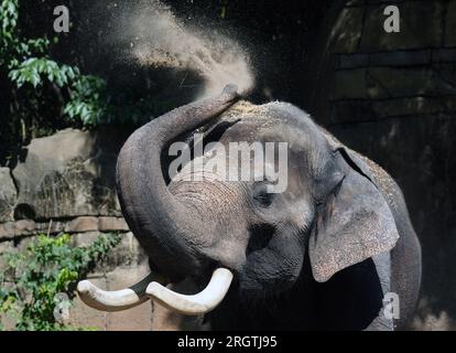 St. Louis, Usa. 11. Aug. 2023. Raja, der asiatische Elefant sprüht sich in seinem Lebensraum im Zoo von Saint Louis in St. Louis am Freitag, den 11. August 2023. Raja, ein 30-jähriger männlicher asiatischer Elefant, war bei der Veranstaltung „Toss the Tusk“ anwesend, bei der die Öffentlichkeit ermutigt wird, am Tag vor dem Weltelephantag Schmuckstücke aus gefährdeten Tierteilen aufzugeben. Foto: Bill Greenblatt/UPI Credit: UPI/Alamy Live News Stockfoto