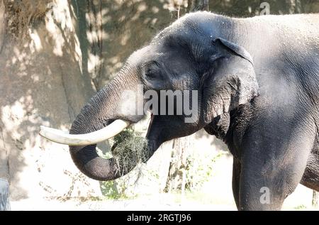 St. Louis, Usa. 11. Aug. 2023. Raja, der asiatische Elefant ernährt sich mit seinem Rüssel in seinem Lebensraum im Zoo von Saint Louis in St. Louis am Freitag, den 11. August 2023. Raja war bei der Veranstaltung „Toss the Tusk“ anwesend, bei der die Öffentlichkeit ermutigt wird, am Tag vor dem Welt-Elefanten-Tag Schmuckstücke aus gefährdeten Tierteilen aufzugeben. Foto: Bill Greenblatt/UPI Credit: UPI/Alamy Live News Stockfoto