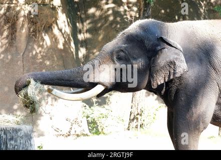 St. Louis, Usa. 11. Aug. 2023. Raja, der asiatische Elefant, schnappt sich einen Snack mit seinem Rüssel in seinem Lebensraum im Zoo von Saint Louis in St. Louis am Freitag, den 11. August 2023. Raja war bei der Veranstaltung „Toss the Tusk“ anwesend, bei der die Öffentlichkeit ermutigt wird, am Tag vor dem Welt-Elefanten-Tag Schmuckstücke aus gefährdeten Tierteilen aufzugeben. Foto: Bill Greenblatt/UPI Credit: UPI/Alamy Live News Stockfoto