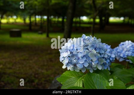 Blaue Hortensien im Park. Selektiver Fokus. Stockfoto