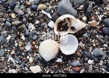 Große Muscheln auf dem Hintergrund von kleinen Seekies an einem steinigen Strand Stockfoto