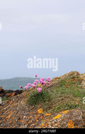 Pinkfarbene kleine Blumen an einem felsigen Strand an einem Sommertag Stockfoto
