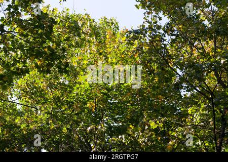 Besonderheiten der Herbstnatur am Beispiel von Bäumen und anderen Pflanzen während Herbst Blattfall, Änderungen in Laub, Farben und andere Merkmale der autu Stockfoto