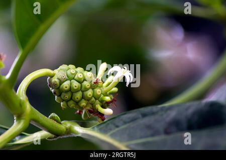 Mengkudu, junge Noni-Frucht (Morinda citrifolia), auch als Hungerfrucht mit roten Ameisen bezeichnet Stockfoto