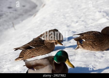 Enten winterten in Europa, Wintersaison mit viel Schnee und Frost, Enten leben in der Stadt in der Nähe des Flusses, im Winter werden sie von Menschen gefüttert Stockfoto