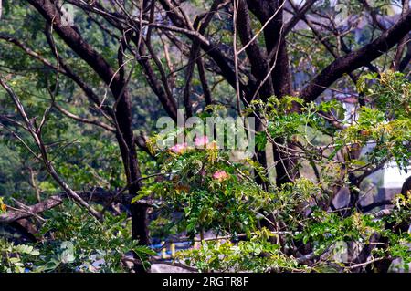 Regenbaum, Samanea Saman mit rosa Blume, Albizia Saman. Natürlicher Hintergrund. Stockfoto