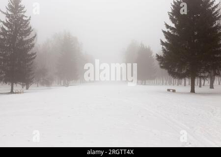Bäume im Winter Nebel, Winternebel und Bäume und andere Pflanzen, Schnee bedeckt den Boden und Bäume im Winter bei Nebel Stockfoto