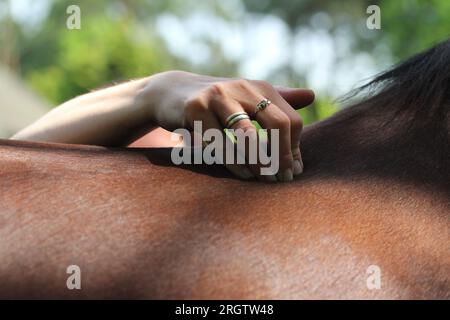 Physiotherapie beim Pferd Stockfoto