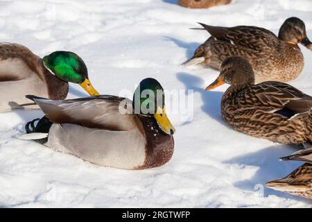 Enten winterten in Europa, Wintersaison mit viel Schnee und Frost, Enten leben in der Stadt in der Nähe des Flusses, im Winter werden sie von Menschen gefüttert Stockfoto