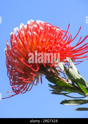 Protea Flower in Bloom Stockfoto